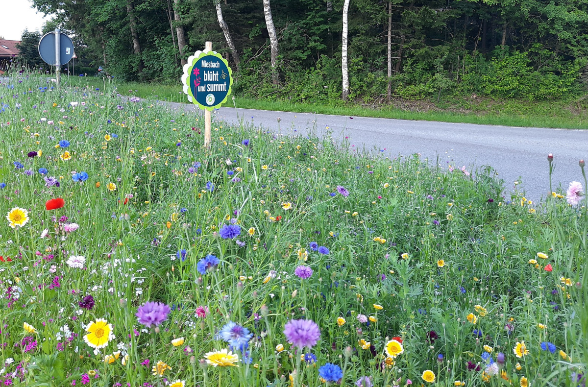 Blühfläche in Miesbach Abzweigung