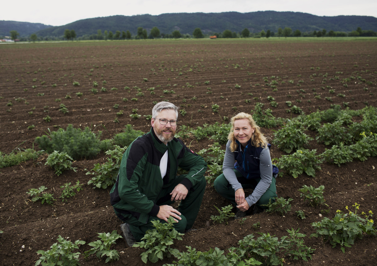 Steffi und Johannes Heitzer knieend in ihrem Bio-Kartoffelfeld