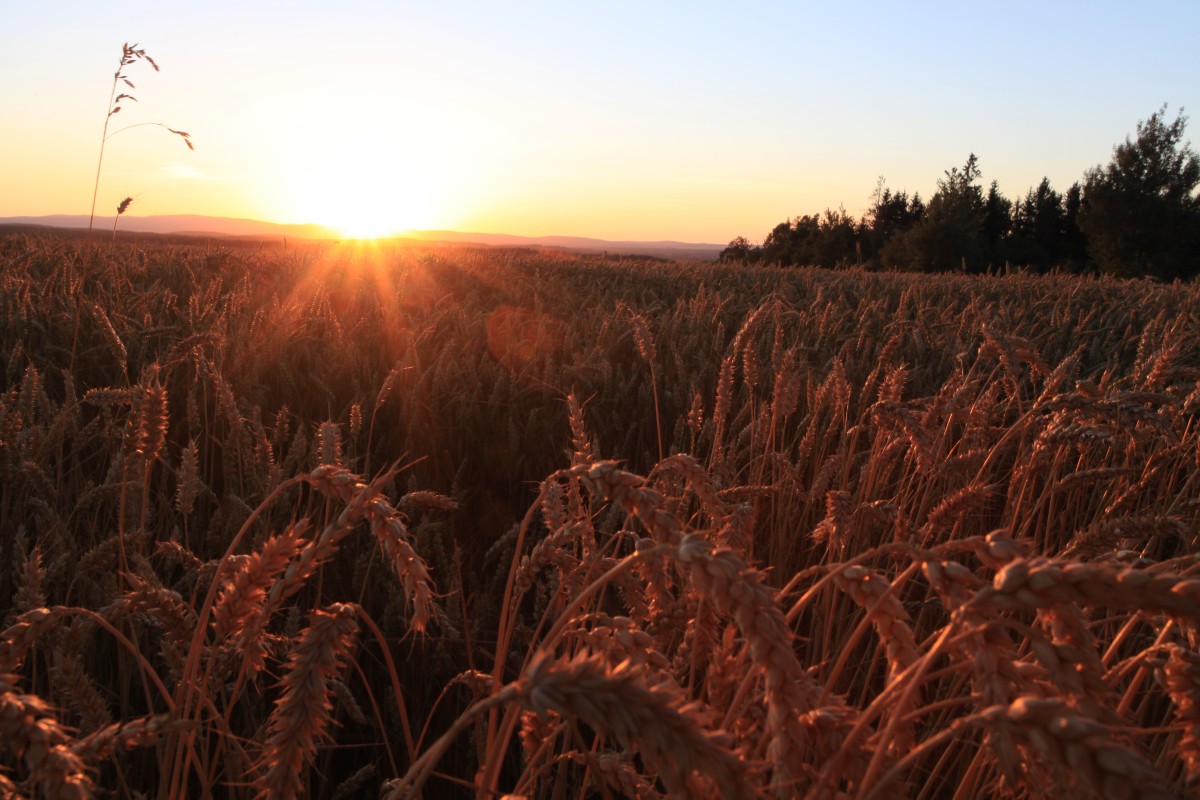 Ein Feld mit Getreide beschienen von der Abendsonne
