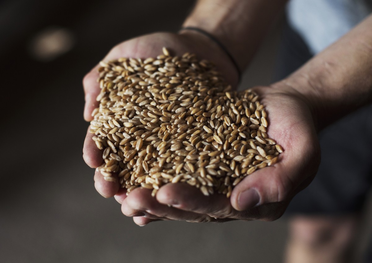 Hände gefüllt mit Bio Getreide