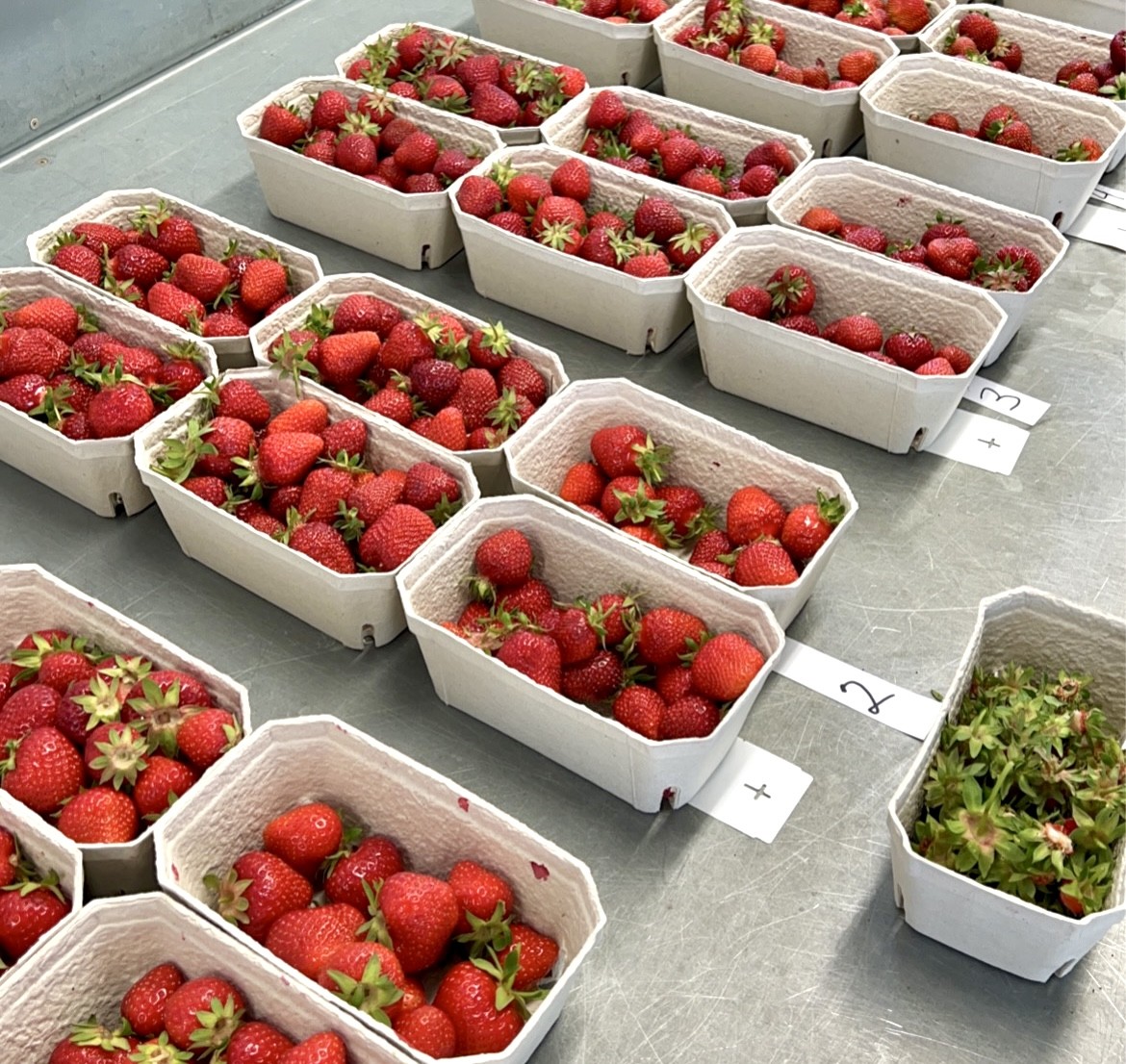 500 Gramm Schalen mit frischen Bio-Erdbeeren liegen zur Verkostung bereit