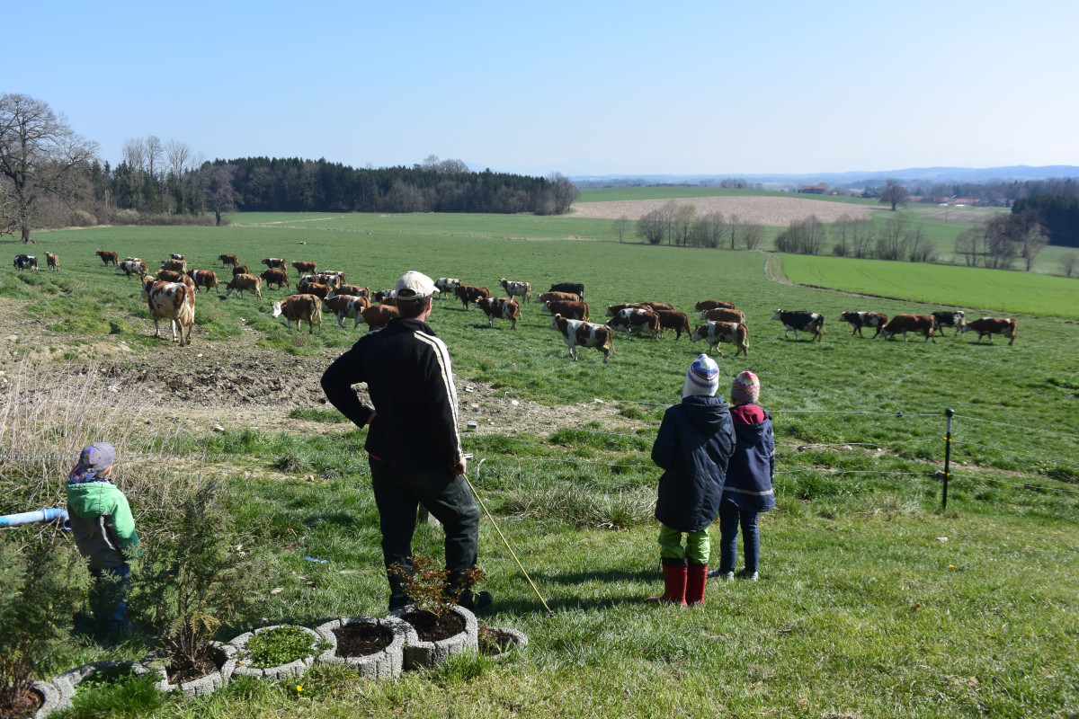 55 Milchkühe grasen auf der Weide. Gerade wurden sie von Vitus (von links), Hans, Eva und Juliane Englschallinger auf die Weide getrieben. Die Kinder helfen ihrem Papa gern bei der Arbeit und können sogar alle Kühe namentlich benennen.