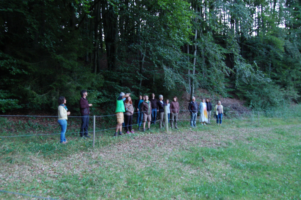Hier steht die Gruppe an einer Weide am Waldrand und wartet auf die ersten Fledermäuse.