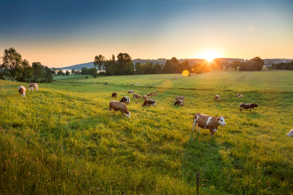 Milchkühe in der Ökomodellregion Waginger See - Rupertiwinkel in der Morgensonne