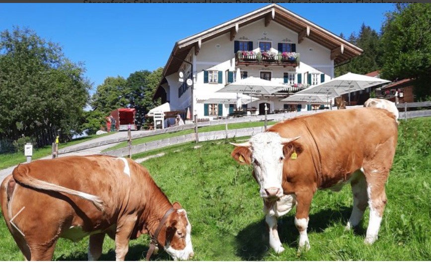 Kühe in Bayrischzell