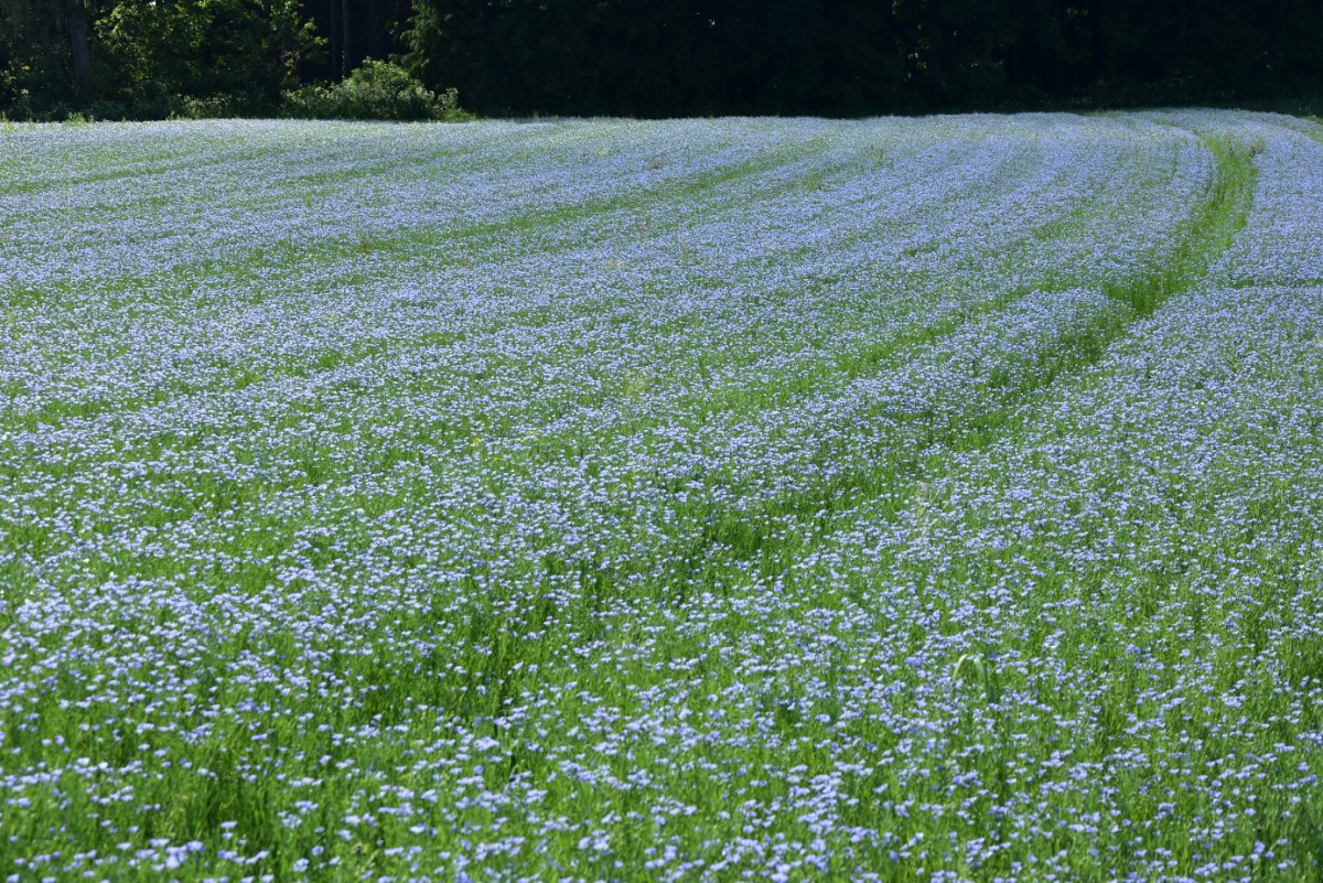Blühender Flachs – ein seltenes Bild in unserer Heimat. Die hellblauen Blüten öffnen sich nur vormittags, um das Sonnenlicht zu nutzen. Rund 1,5 Hektar kultiviert derzeit Bio-Bauer Franz Obermeyer, um im Spätsommer Leinsamen zu ernten.