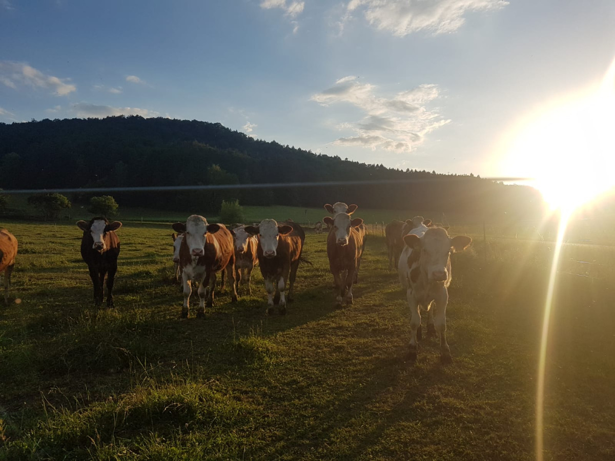 Rinder in der Abendsonne auf dem Wasselbauernhof in Schmidtstadt.