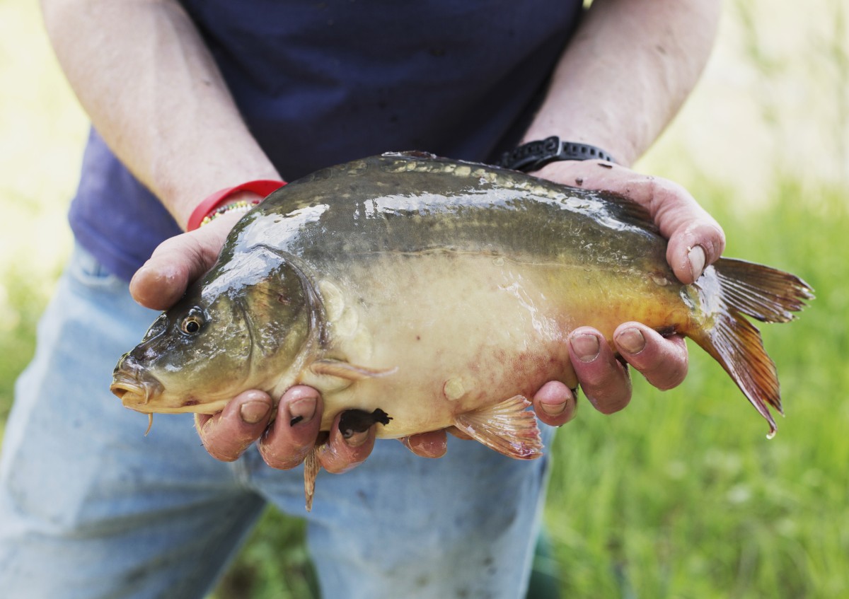 eine Person hält einen ausgewachsenen Bio-Karpfen in den Händen, frisch aus dem Teich