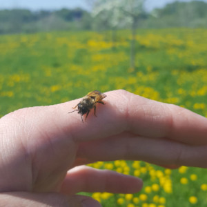 Mauerbiene auf einer Hand