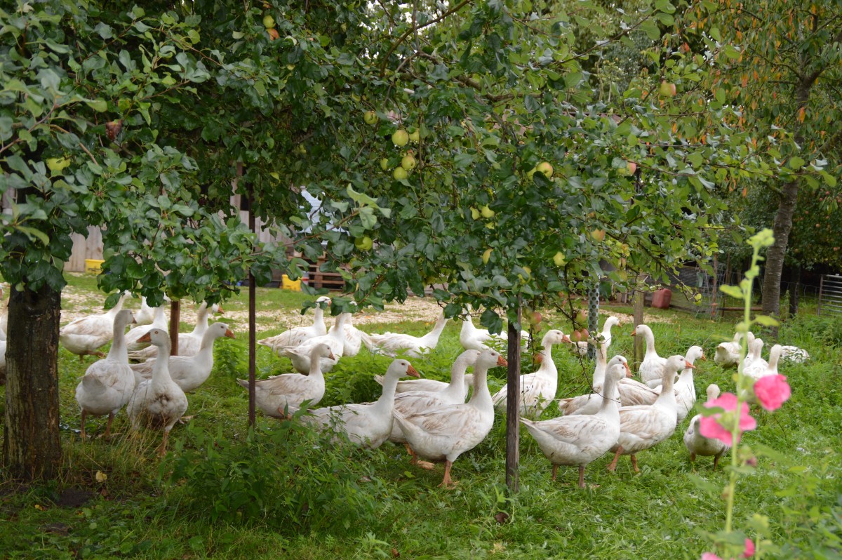 Wiese mit Apfelbäumen, darunter Gänsebeweidung