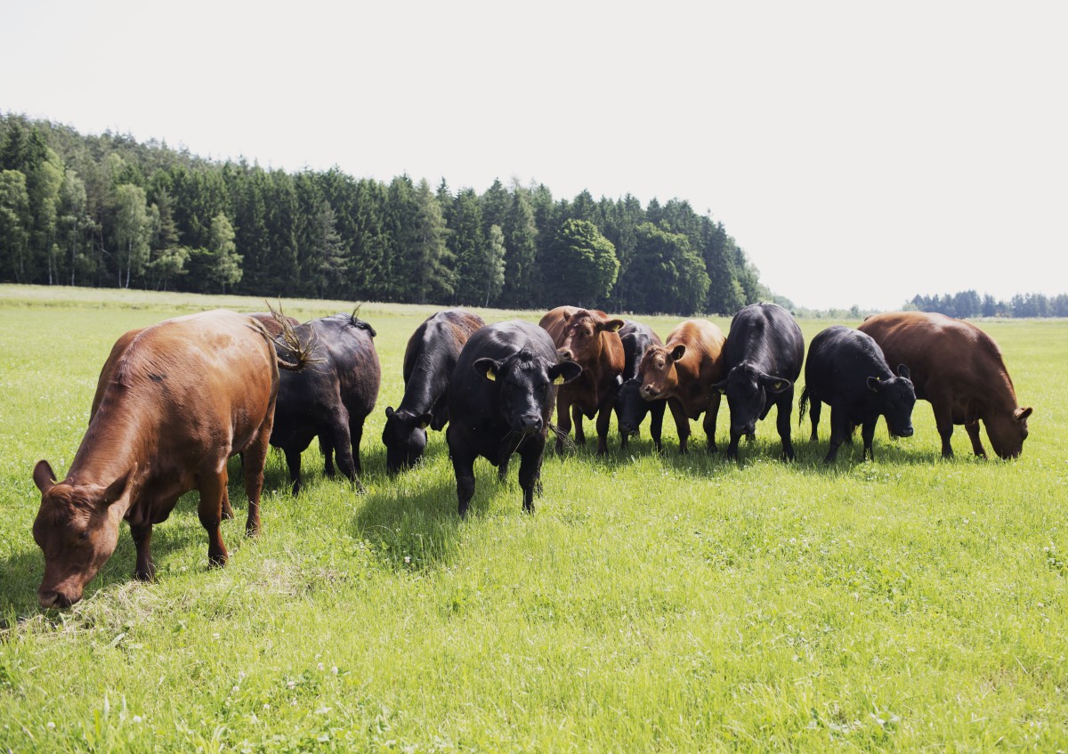 Ein Gruppe von Angus-Rindern auf einer Weide.