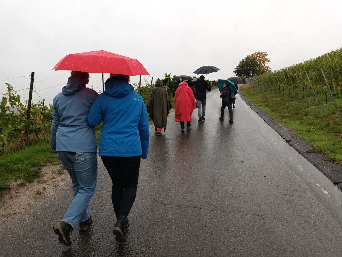 Menschen mit Regenschirmen im Weinberg.